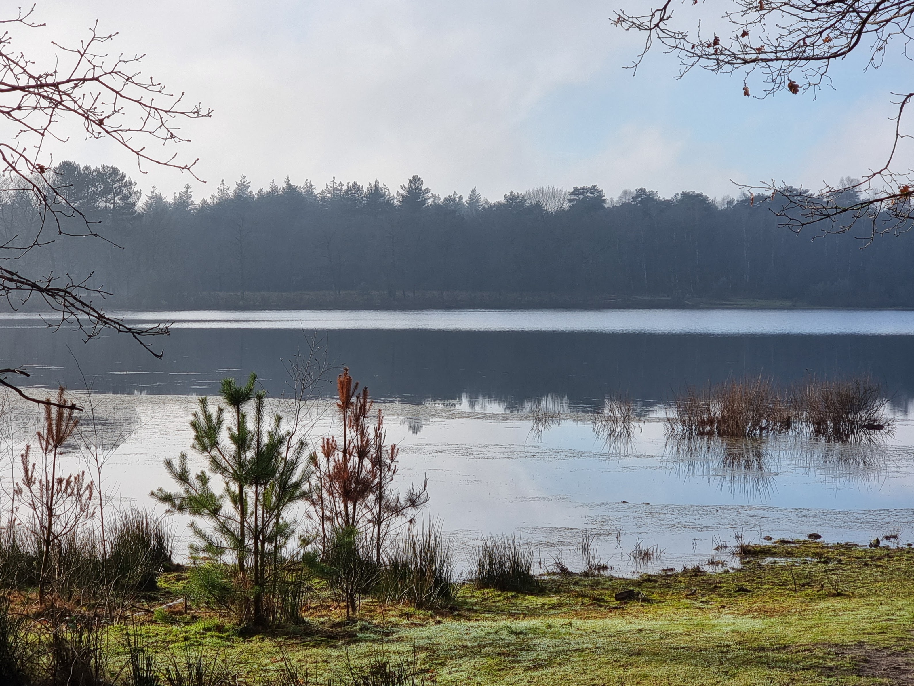 Ganzenven in de Maashorst